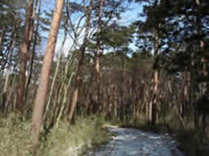 トラスト３号地